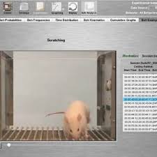 Cyber Rat Spotaneous Recovery